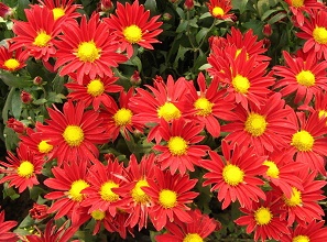 經(jīng)過(guò)太陽(yáng)能殺蟲(chóng)燈防治后的菊花