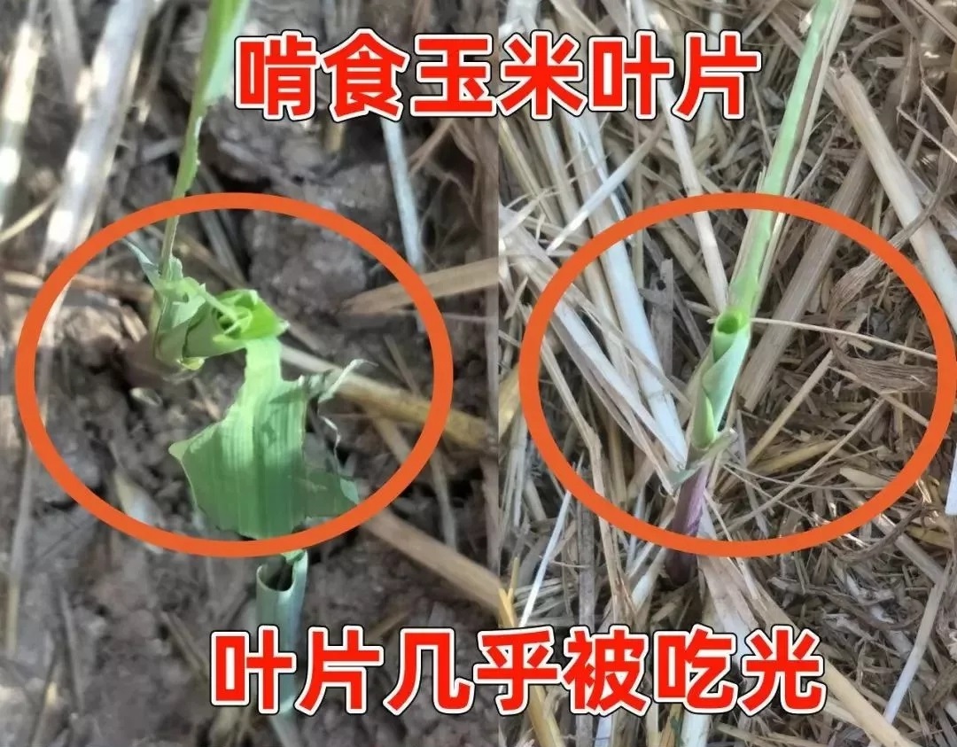 βݵ؝ҹ߿՜yКԵ