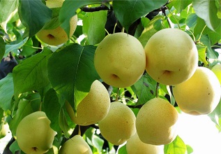 經(jīng)過(guò)殺蟲燈防治后的梨樹圖片